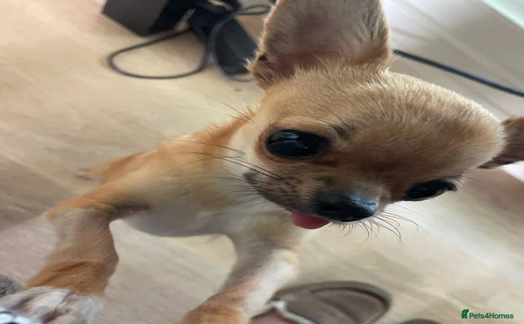 Chihuahua dogs - Advert 6