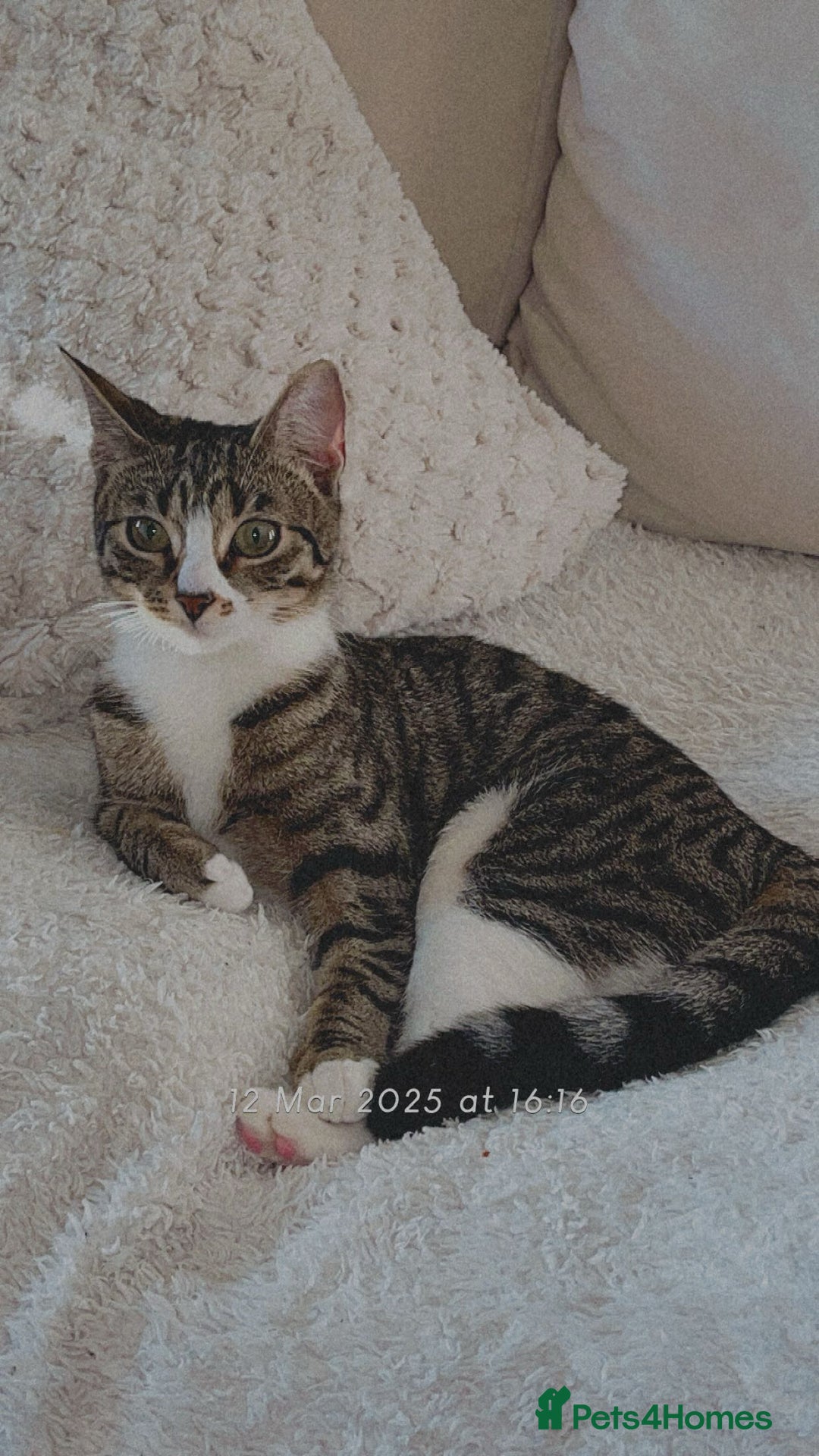 Domestic Shorthair cats for sale: 2 Cute Black Kittens  - Image 5
