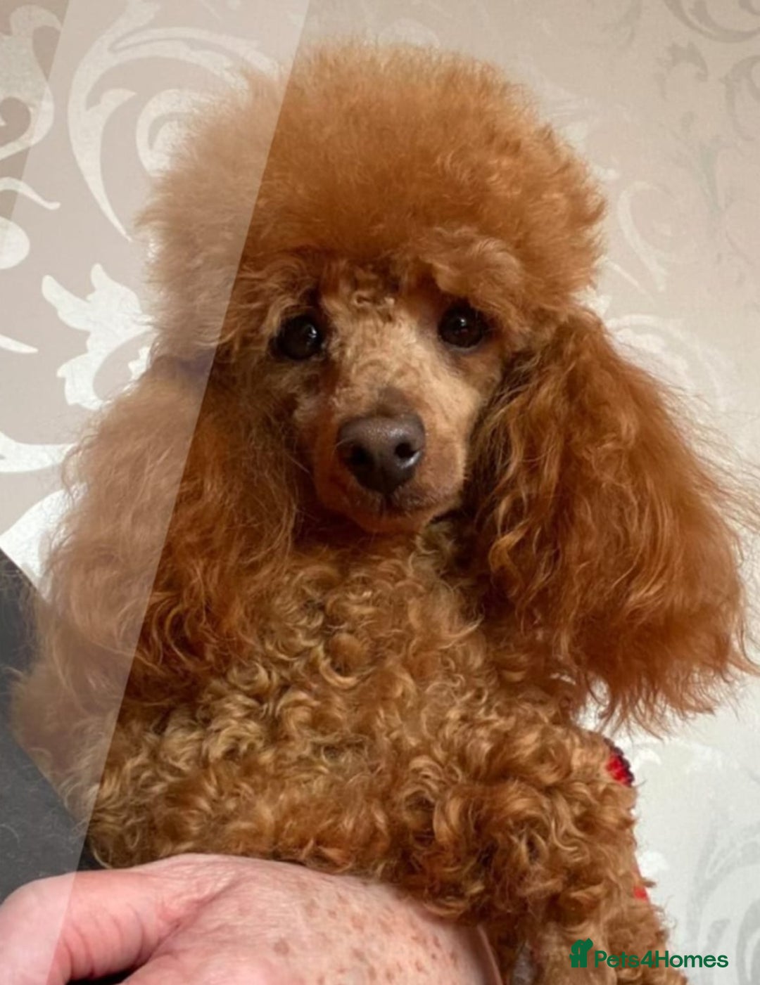 Cockapoo dogs for sale: Top quality F1b Toy Cockapoo puppies - Advert 4