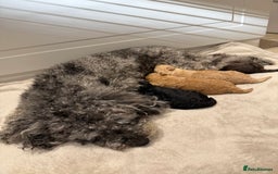 Toy Poodle dogs for sale: Adorable Toy Poodle Puppies  - Image 3