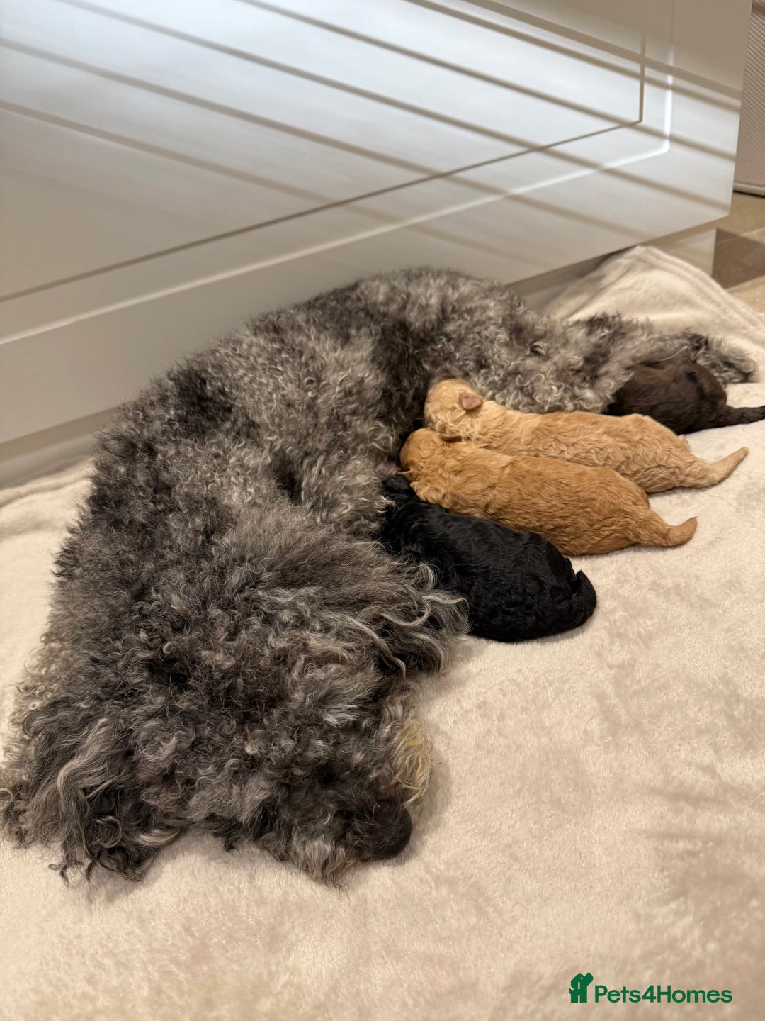 Toy Poodle dogs for sale: Adorable Toy Poodle Puppies  - Image 3