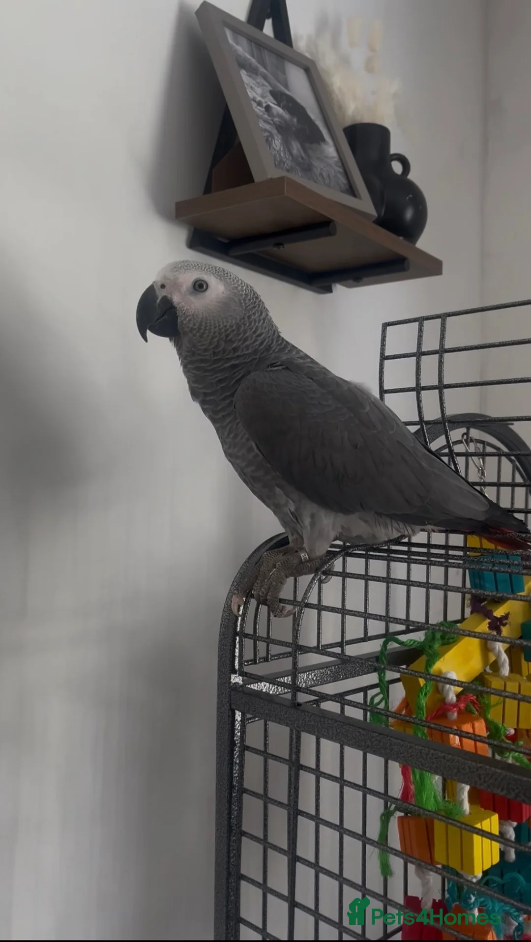 Parrots birds for sale: Talking African Grey “Gizmo” – 1 Year Old - Advert 2