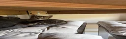 Mixed Breed cats for sale: Black and white girl and Tiger girl - Advert 15