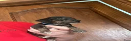 Miniature Dachshund dogs for sale: Miniature dachshund puppies - beautiful  - Advert 10