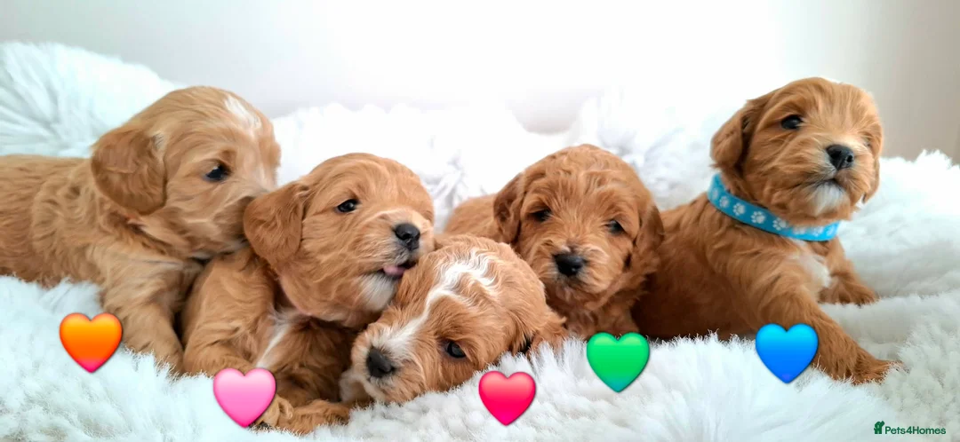 Cavapoo dogs for sale: 🥇❤️Beautiful F1 Cavapoo 5★ - Advert 1