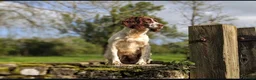 English Springer Spaniel dogs for sale: KC Registered English Springer Spaniel Puppies - Advert 19