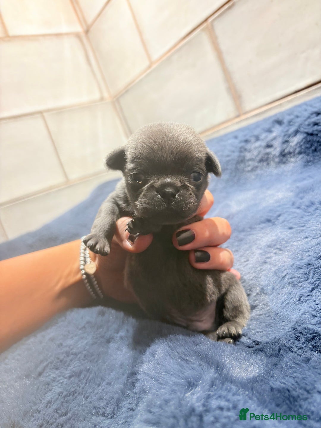 Pug dogs for sale: ALL PUPPIES NOW RESERVED🤍🐶 - Advert 5