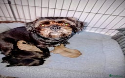 Mixed Breed dogs for sale: 4 beautiful babies  - Image 5