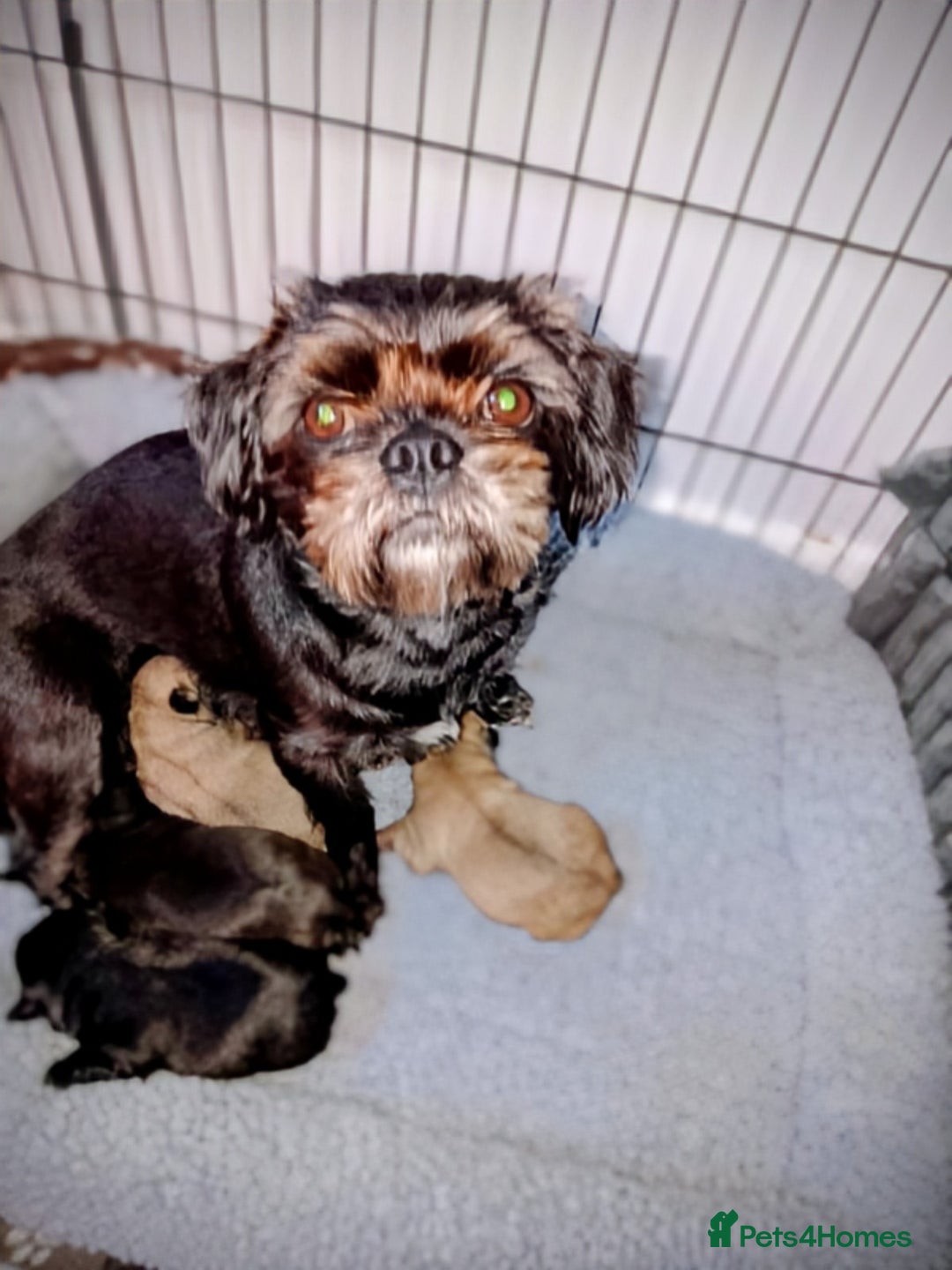 Mixed Breed dogs for sale: 4 beautiful babies  - Image 5