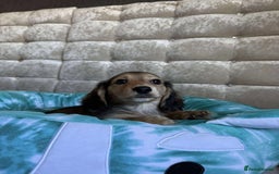 Dachshund dogs for sale: Miniature dachshund puppies  - Image 8