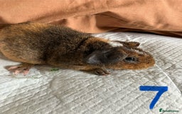 Guinea Pig rodents for sale: Well handled skinny pigs.  - Image 1