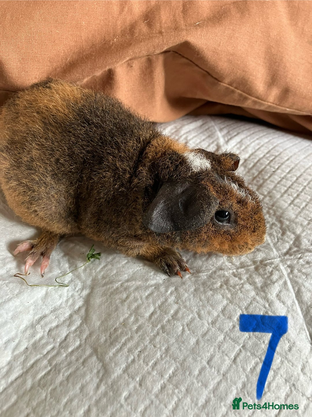 Guinea Pig rodents for sale: Well handled skinny pigs.  - Image 1