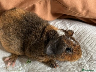 Guinea Pig rodents - Advert 6
