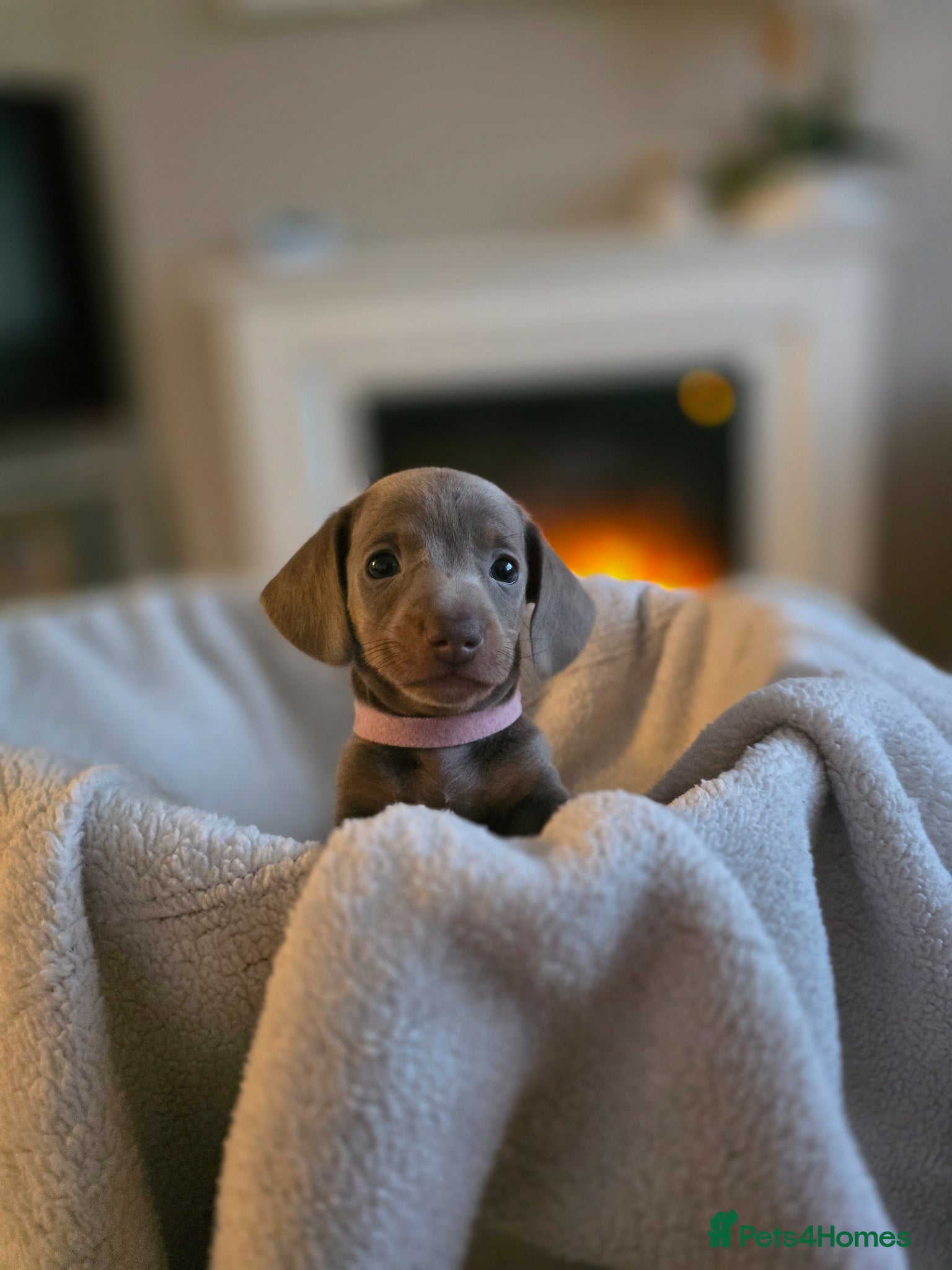 Miniature Dachshund dogs REDUCED TWO GIRLS LEFT - Advert 8