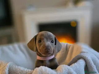 Miniature Dachshund dogs REDUCED TWO GIRLS LEFT - Advert 8