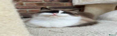 Taffyra