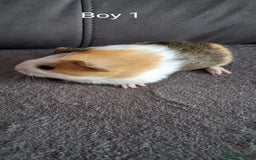Guinea Pig rodents for sale: 3 girls 5 boys ready to leave - Image 15