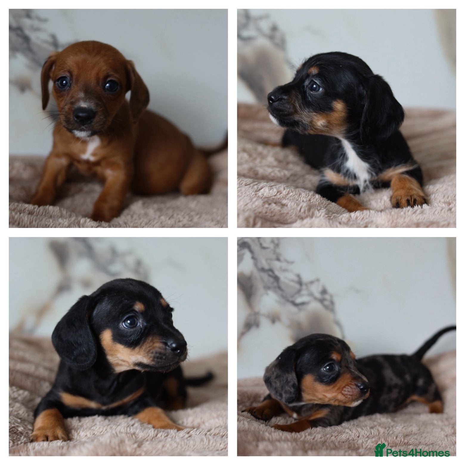 Mixed Breed dogs Cavapoo x Dachshund  - Advert 10