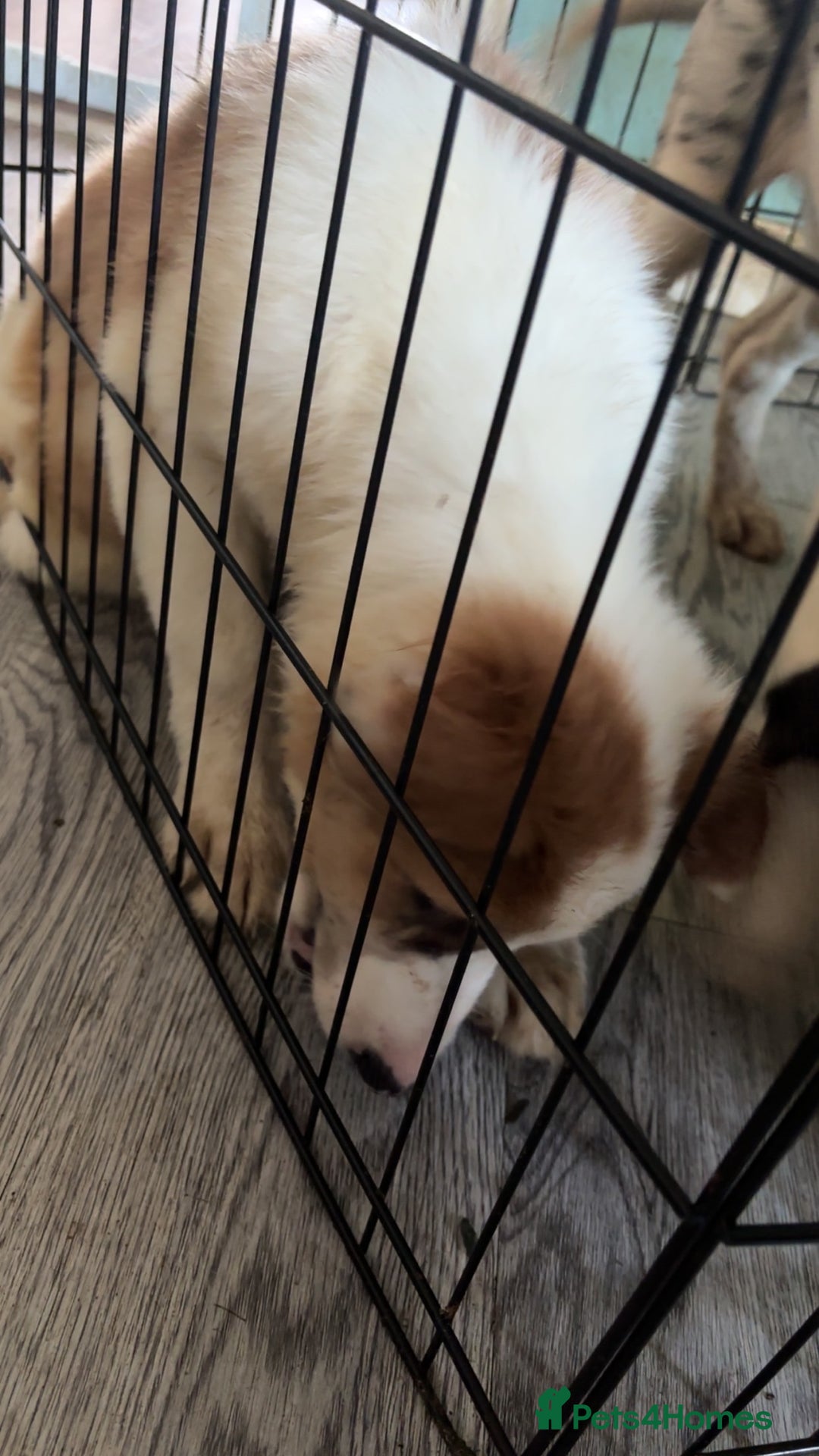 Mixed Breed dogs for sale: Lurcher pup  - Image 11