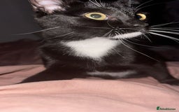 Mixed Breed cats for sale: 9 month old female looking for new forever home. - Image 3