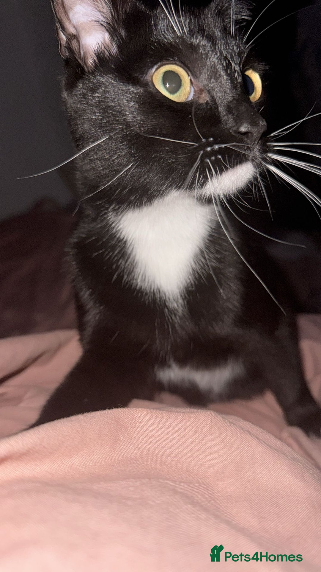 Mixed Breed cats for sale: 9 month old female looking for new forever home. - Image 3