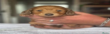 Miniature Dachshund 4