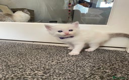 Ragdoll cats for sale: GCCF Seal point and bi colour Ragdoll Kittens - Image 13