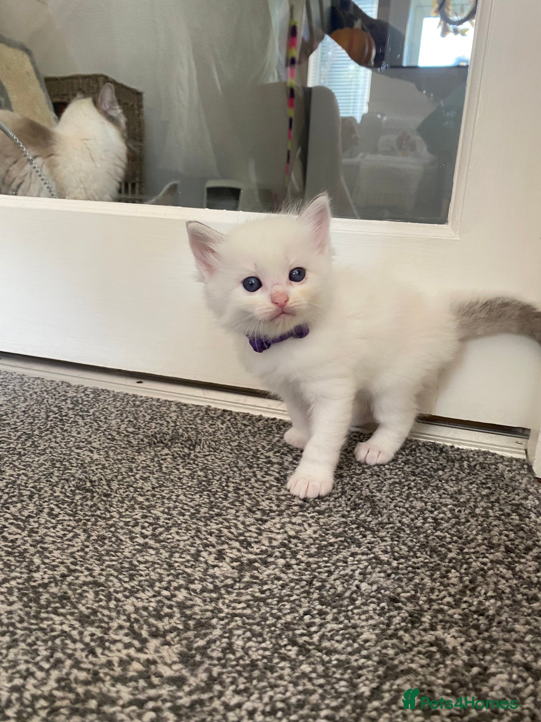 Ragdoll cats for sale: GCCF Seal point and bi colour Ragdoll Kittens - Image 13