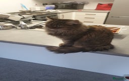Mixed Breed cats for sale: Frankie  - Image 2