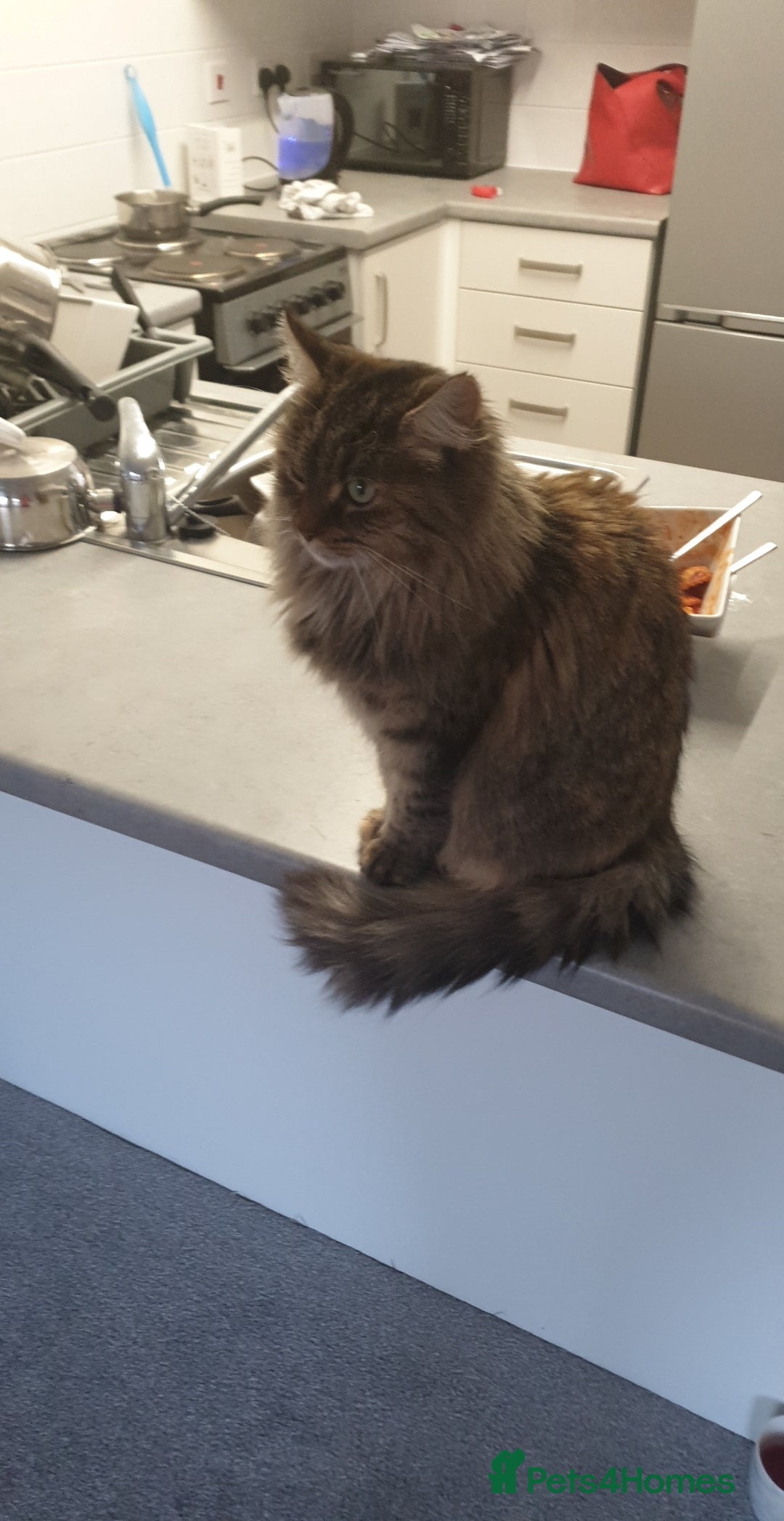Mixed Breed cats for sale: Frankie  - Image 2