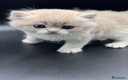 British Shorthair cats for sale: BSH GCCF GOLDEN AND BLUE KITTENS  - Image 6