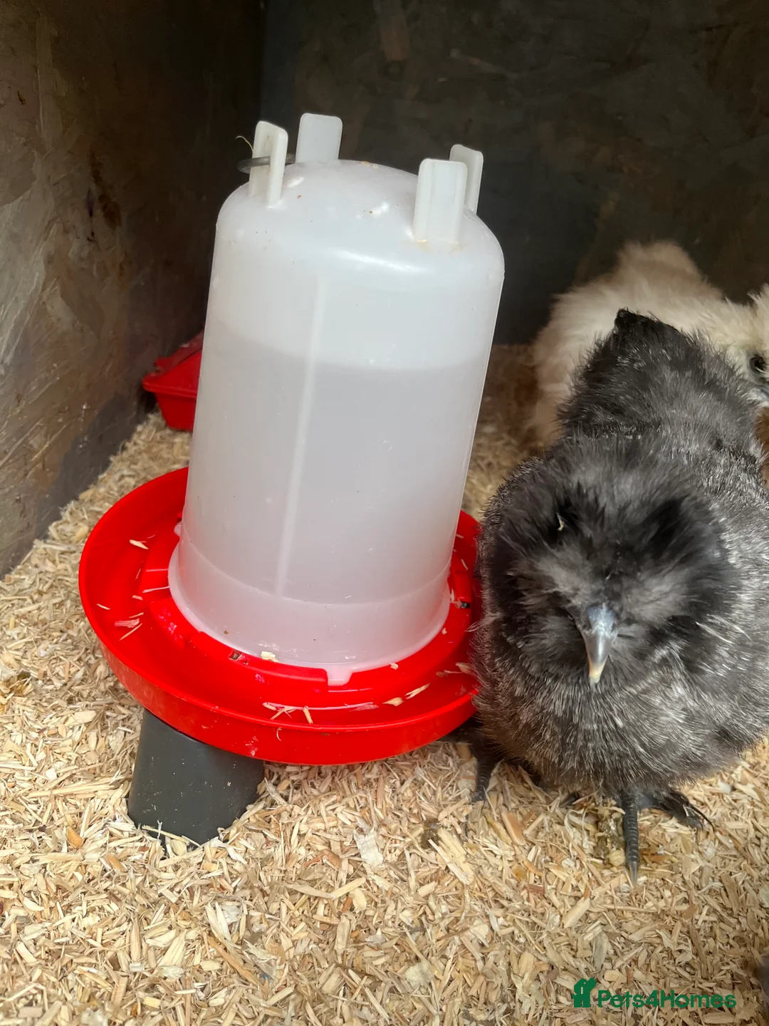 Chickens poultry for sale: Chicks, pullets, cockerels  - Advert 23