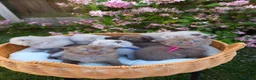 British Shorthair cats for sale: 🍫Chocolate and 💜 Lilac Kittens Waitlist  - Advert 10