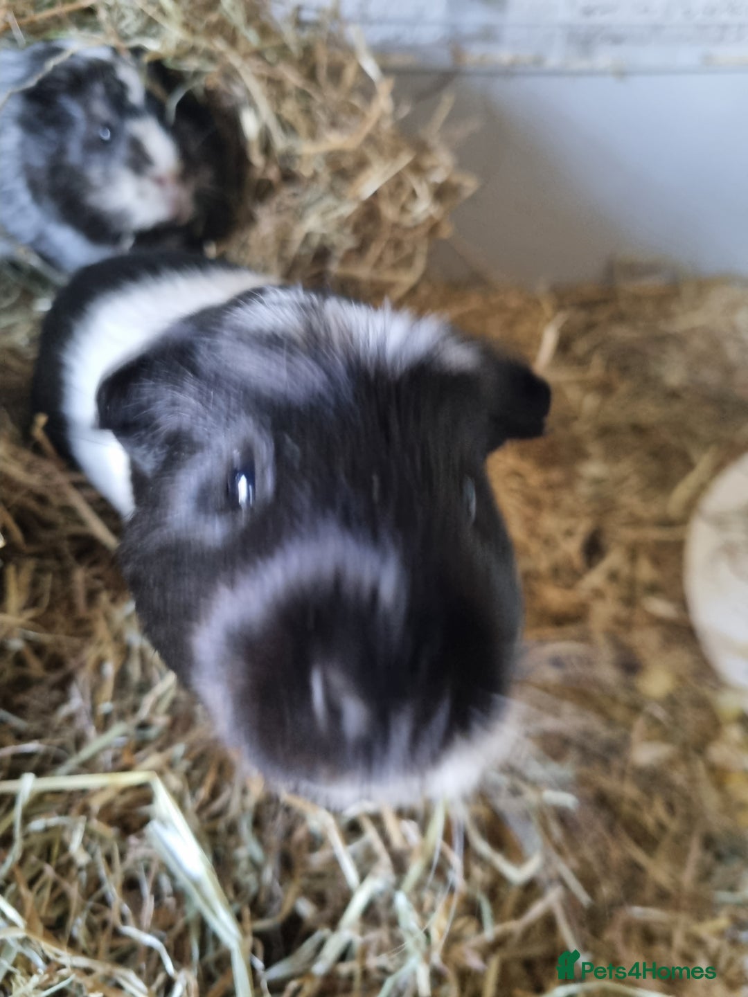 Guinea Pig rodents for sale: 2 Male guinea pigs and cage - Image 9