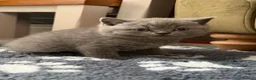 British Shorthair cats for sale: Beautiful British blue short hair kittens  - Advert 5