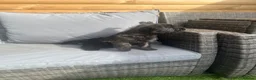 Cairn Terrier dogs for sale: Cairn terrier puppy’s  - Advert 13