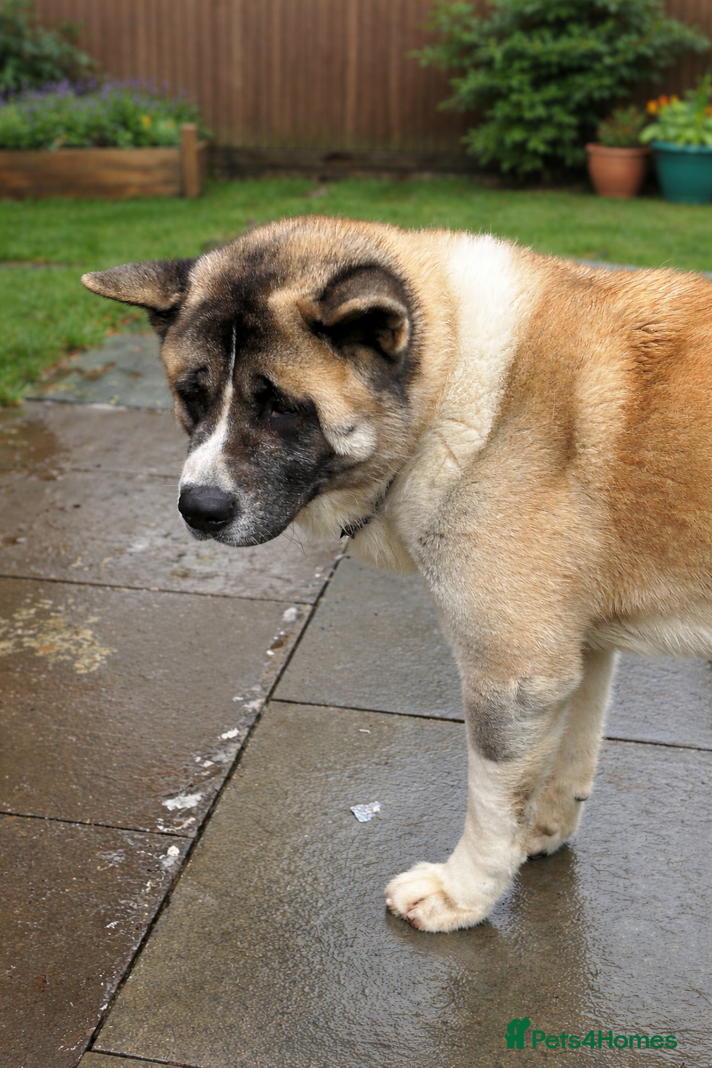 Akita dogs American Akita  - Advert 1