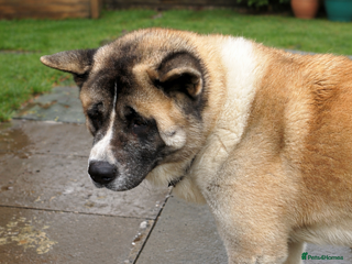 Akita dogs American Akita - Advert 1