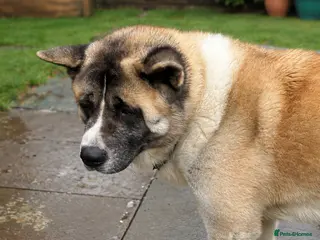 Akita dogs American Akita - Advert 2