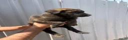Belgian Shepherd Dog dogs for sale: Chunky WORKING LINE BELGIAN MALINOIS PUPPYS - Advert 9