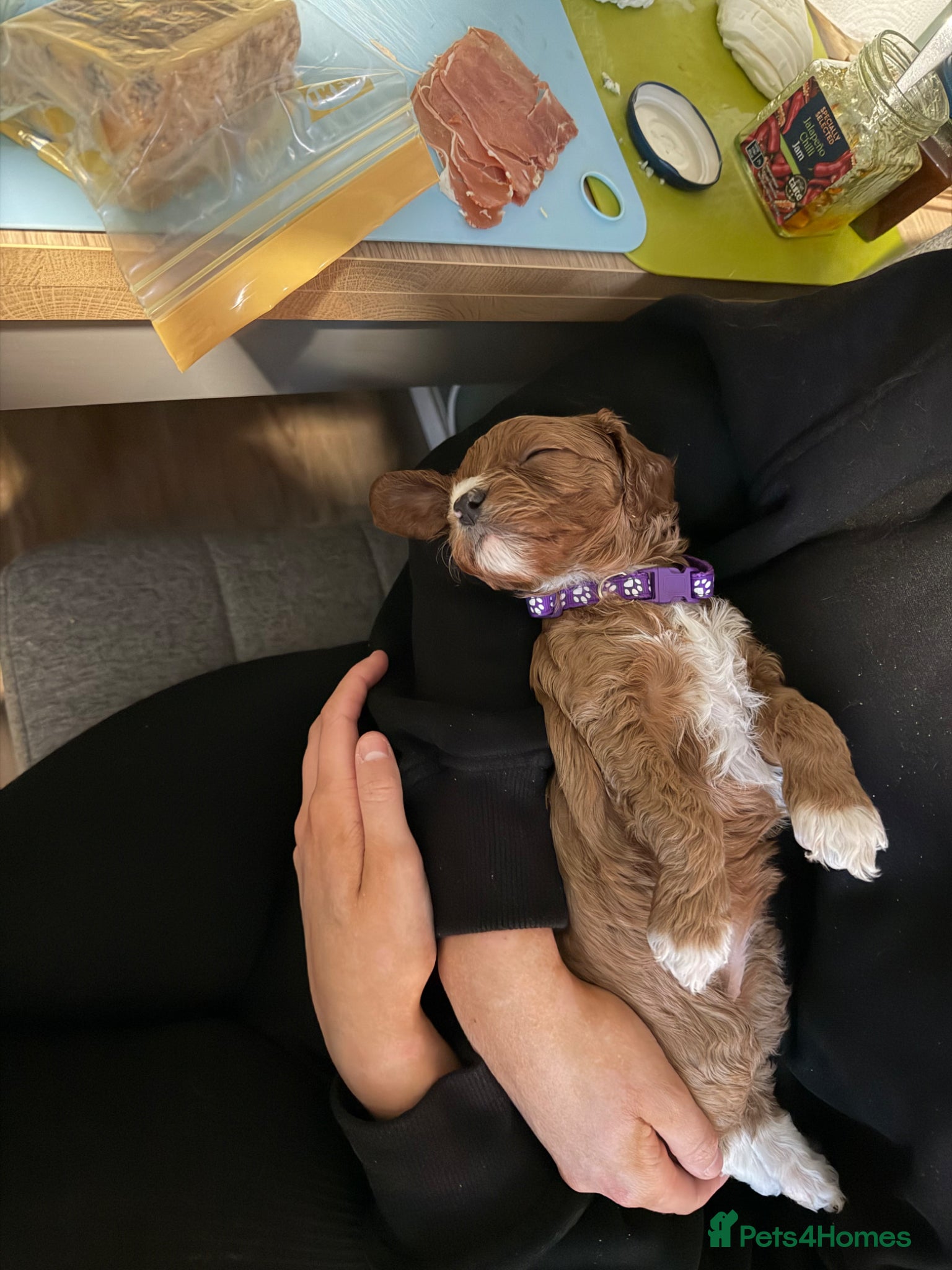 Cavapoo dogs Cavapoo f1 puppies - Advert 9