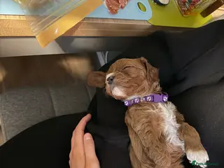 Cavapoo dogs Cavapoo f1 puppies - Advert 9