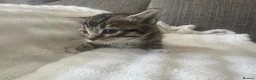 Mixed Breed cats for sale: 2 stunning boys in Liverpool - Advert 7