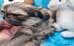 Shih Tzu dogs for sale: Kc stunning small imperial baby boy/girl - Image 14