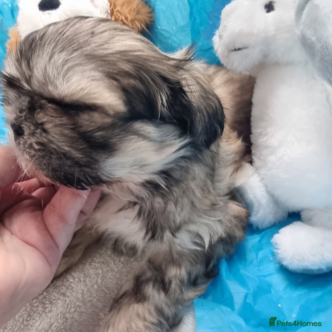 Shih Tzu dogs for sale: Kc stunning small imperial baby boy/girl - Image 14