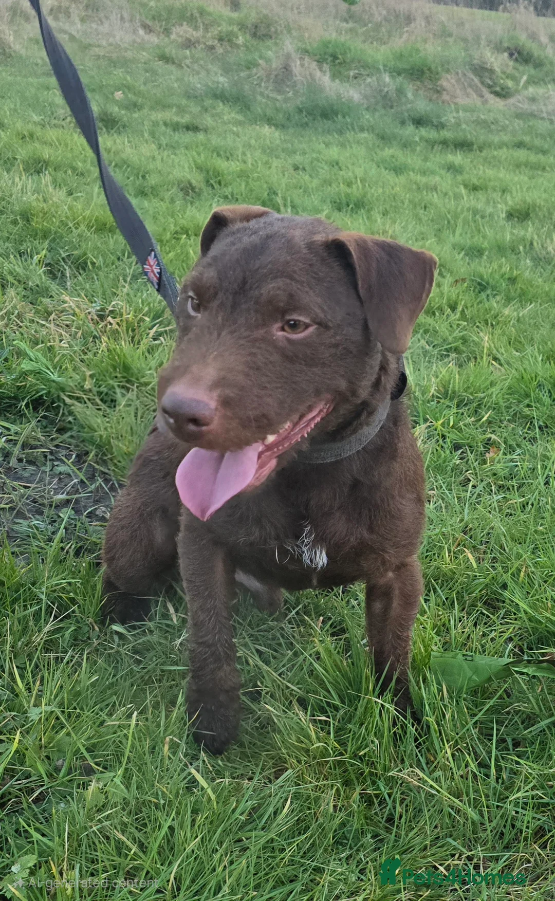 Patterdale Terrier dogs for stud: Chocolate Patterdale for stud  in Sutton Coldfield - Advert 2