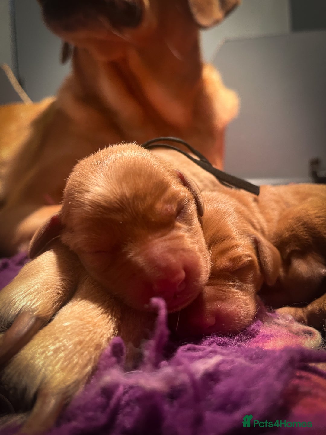 Labrador Retriever dogs for sale: Extensively Health tested Red fox Labradors 🧡 - Advert 21