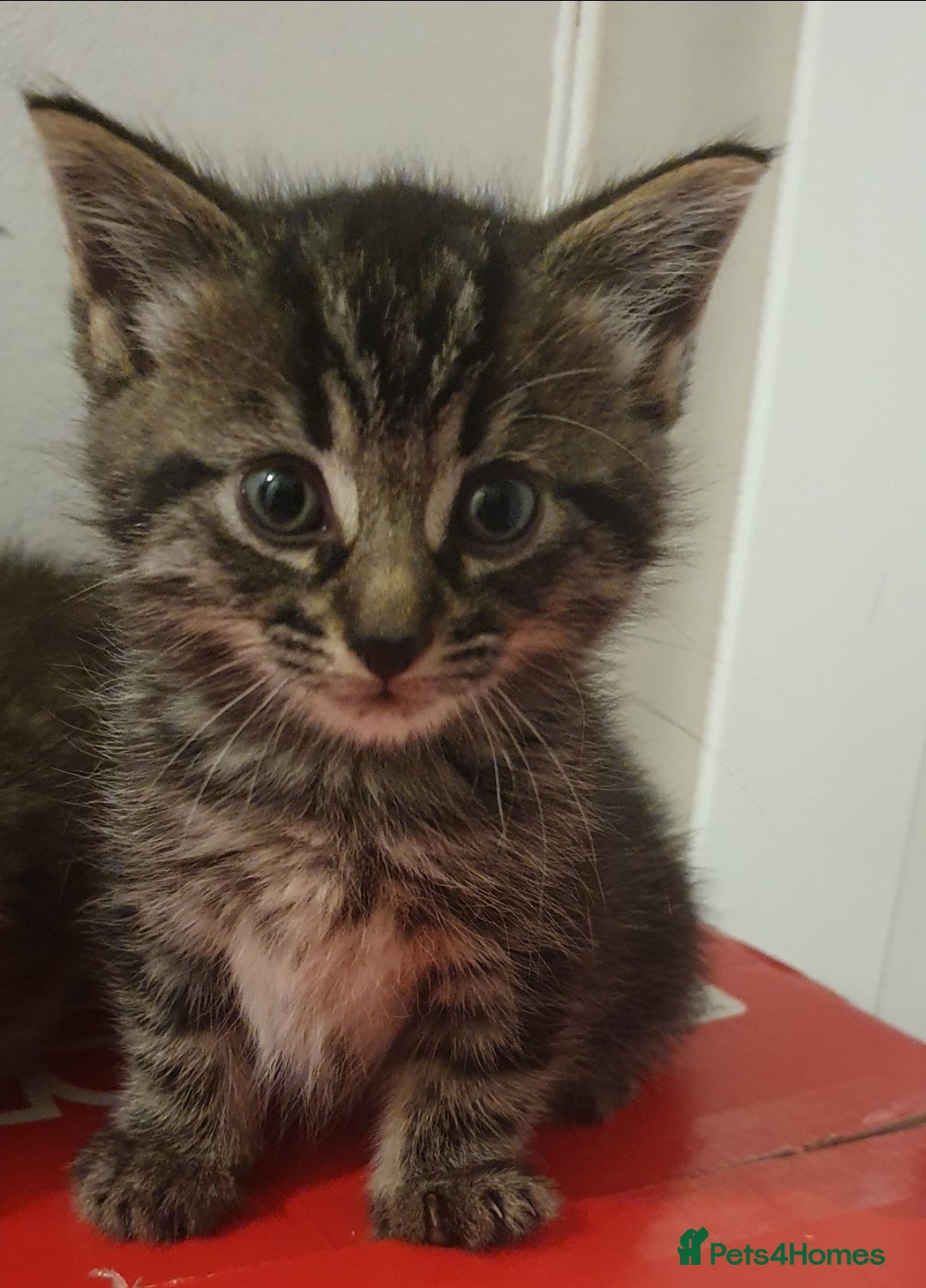 Mixed Breed cats for sale: BENGAL RAGDOLL MAINE COON CROSS KITTENS  - Advert 3