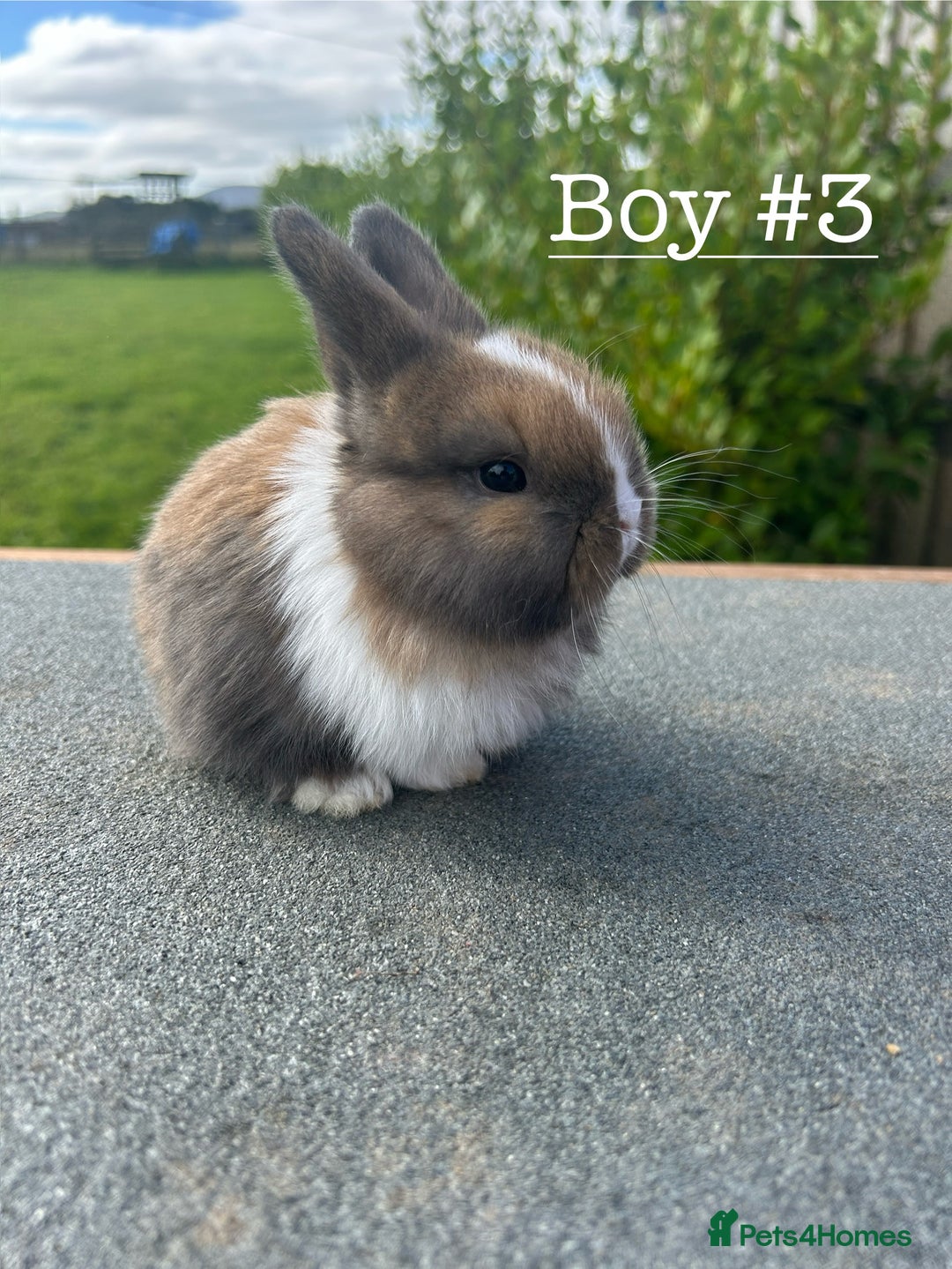 Mini Lion Lop rabbits for sale: 4 Lion Lop Kits for sale - Ready 4th November  - Image 8
