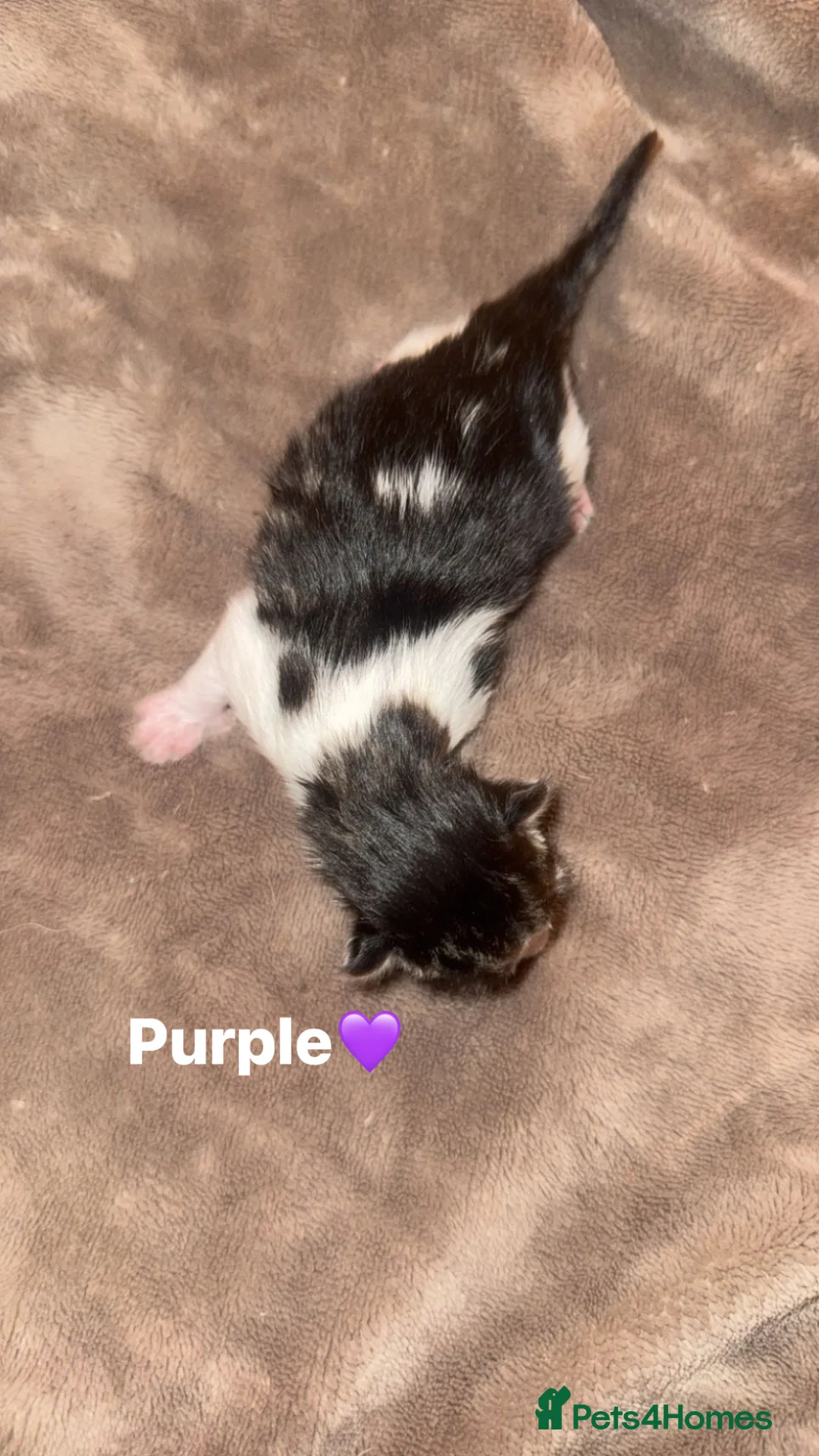 Mixed Breed cats for sale: 🐣 6 E A S T E R kittens 🐣 - Advert 21